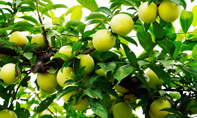 九游电竞官网案例展示二